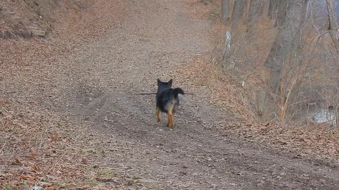Dog Walking in the Park Stock Footage 73925132