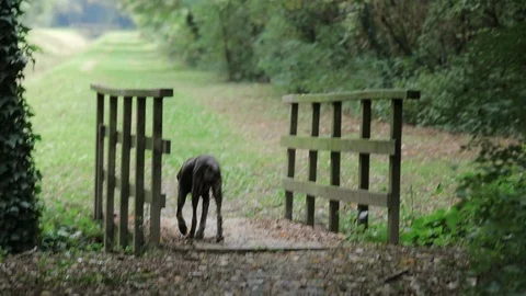Dog walking in the park Stock Footage 107568770