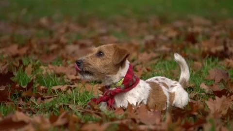 Dog walking in the park Stock Footage 142689116