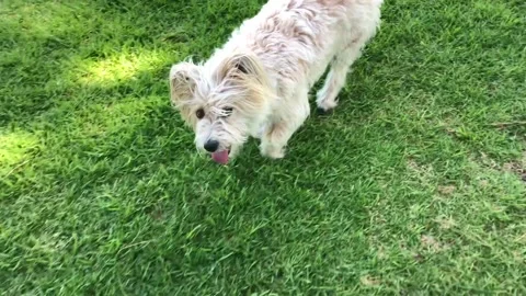 Dog walking in the park Video stock 169353819