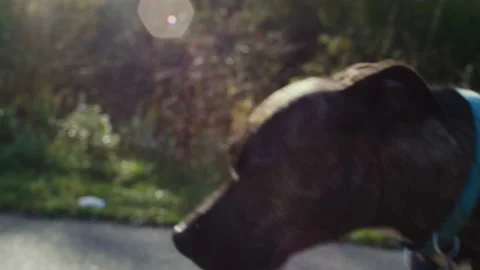 Dog Walking in the Park Stock Footage 232435748