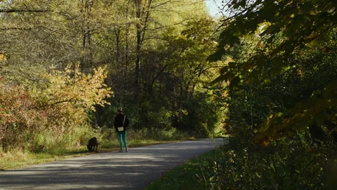 Dog Walking in the Park Stock Footage 232438039