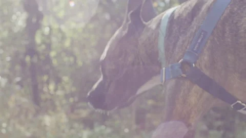 Dog Walking in the Park Stock Footage 232441035