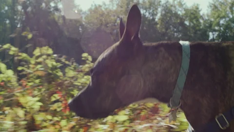 Dog Walking in the Park Stock Footage 232442976
