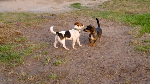 Dog walking in the park. Selective focus. Stock Footage 293932201