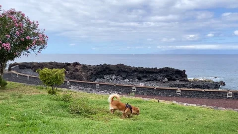 Dog walking in the park with view to the ocean and peeing on a green lawn. 4K Stock Footage 276281667