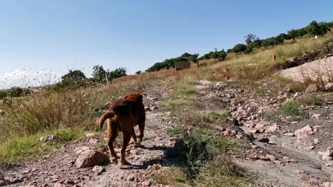 Dog walking on a path with rocks and grass Stock Footage 220527388
