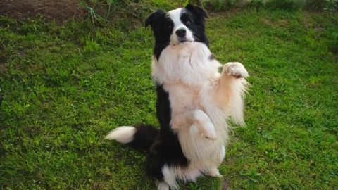 Dog walking. Pet activity. Cute puppy border collie jumping on grass in park Stock Footage 244888368