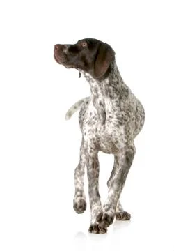 Dog walking Stock Photos