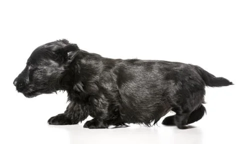Dog walking Stock Photos