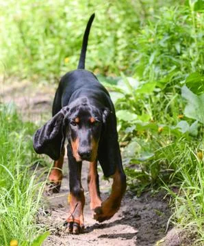 Dog walking Foto stock