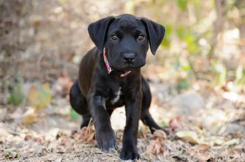 Dog Walking Stock Photos