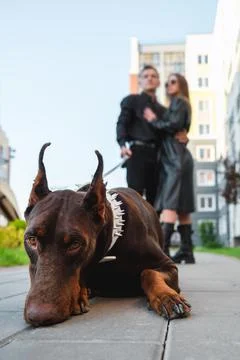 Dog walking Stock Photos