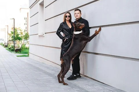 Dog walking Stock Photos