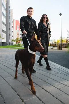 Dog walking Stock Photos