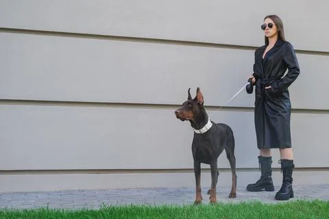 Dog walking Stock Photos