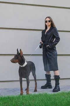 Dog walking Stock Photos