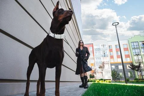 Dog walking Stock Photos