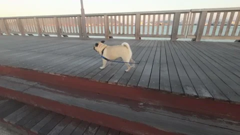 Dog walking on the pier Stock Footage 220500949