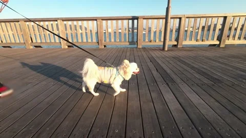 Dog walking on the pier Stock Footage 220501082
