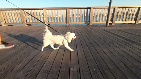 Dog walking on the pier Stock Footage 220501325