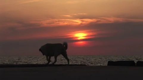 Dog walking on the pier at sunset Video stock 76860548