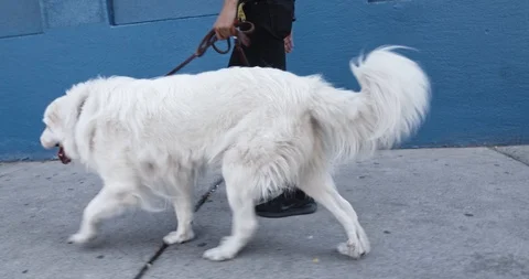 Dog walking profile shot 库存影片 111291967