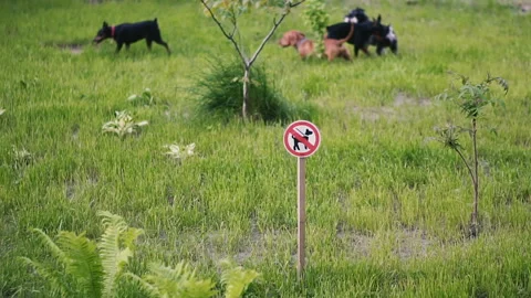 Dog walking is prohibited. Against the background of the sign, dog walking is Stock Footage 109240716