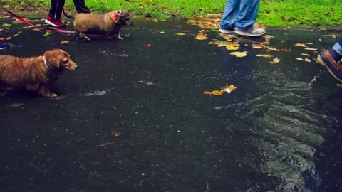 Dog Walking in Puddle 4k Stock Footage 138962492