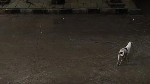 A dog Walking in the rain-India Stock Footage 139919439