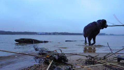 Dog walking on the river Foto stock