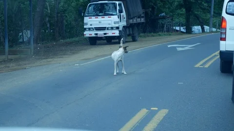 Dog walking on road Stock Footage 126551254