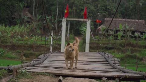 A dog walking on rope bridge in forests of Sapa, Vietnam Stock Footage 126078352