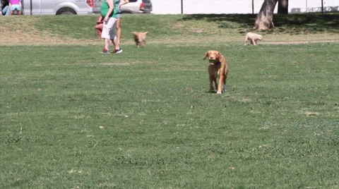 Dog Walking &amp; Running Playing with ball Stockbeeldmateriaal 37836982