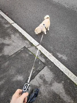 Dog Walking Scene 스톡 사진