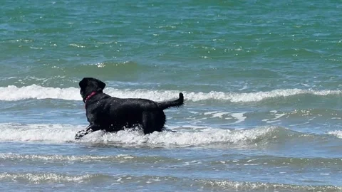 Dog Walking In The Sea Stock Footage 136825819