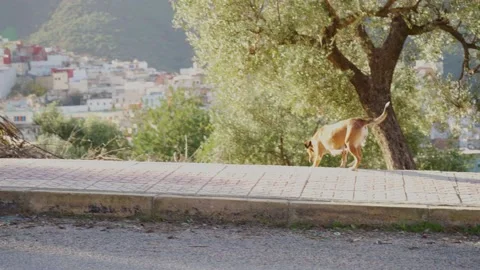 Dog walking on the sidewalk Stock Footage 234419888