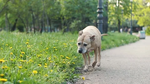 Dog walking in slow motion 240 fps Stock Footage 191873415