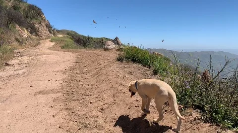 Dog walking in slowmo on path Vídeos de archivo 106965567