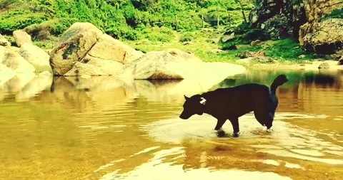 Dog walking in the small pond Video stock 157533017