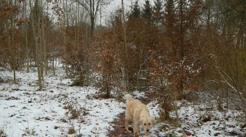 Dog is walking in the snow Stock Footage 621580