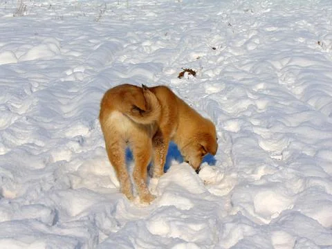 A dog is walking in the snow Stock Photos