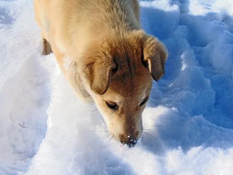 A dog is walking in the snow Фото