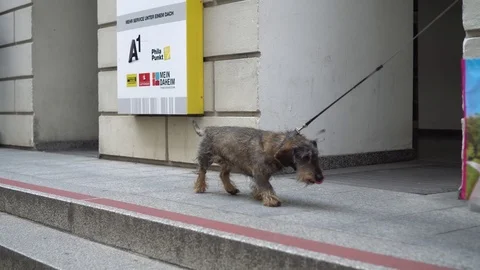 Dog walking the stairs Stock Footage 122989568