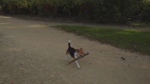 Dog walking with stick in teeth 動画素材 38693733