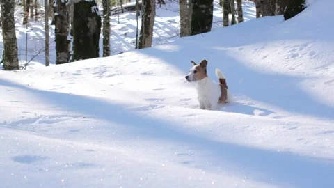 Dog walking through deep snow in forest clearing Stock Footage 300028116