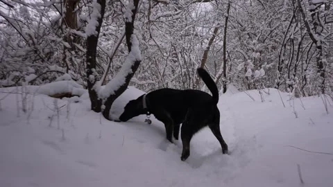 Dog Walking through deep snow Stock Footage 305956557
