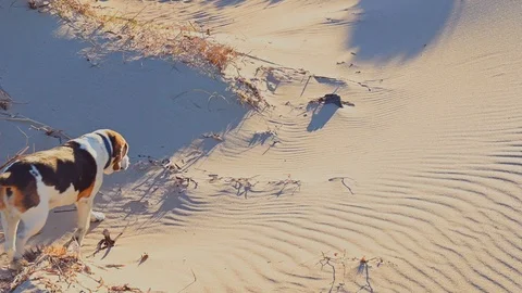 Dog walking through the dunes of a charming beach Stock Footage 104802503