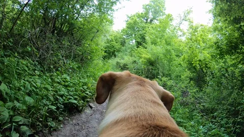 Dog walking through forest with camera on back. POV. Stock Footage 108680883