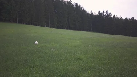Dog walking through the grass field against forest Stock Footage 132289160
